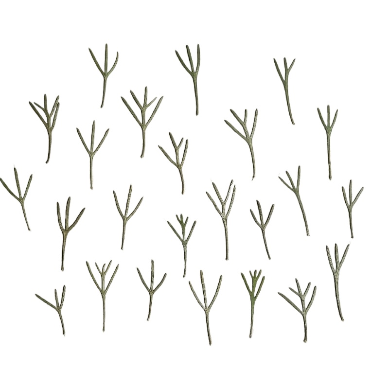 Resin Art Baby - 24 pezzi, Foglie di Achillea Pressate