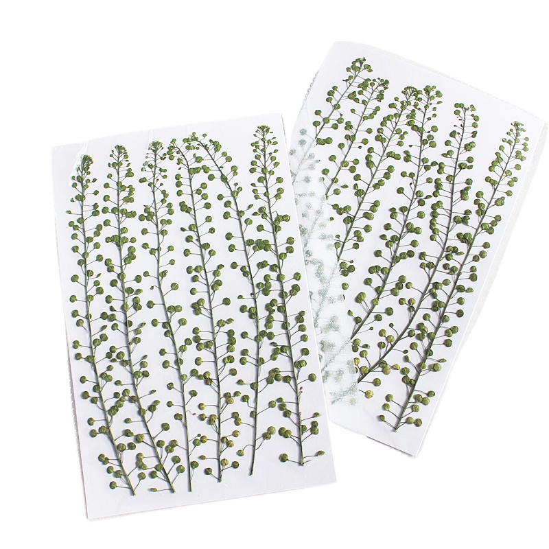 Colore naturale Campana verde  - Resin Art Baby recensione e prezzo