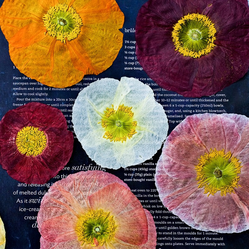 1 pz, Fiori di Papavero Natura - Resin Art Baby recensione e prezzo
