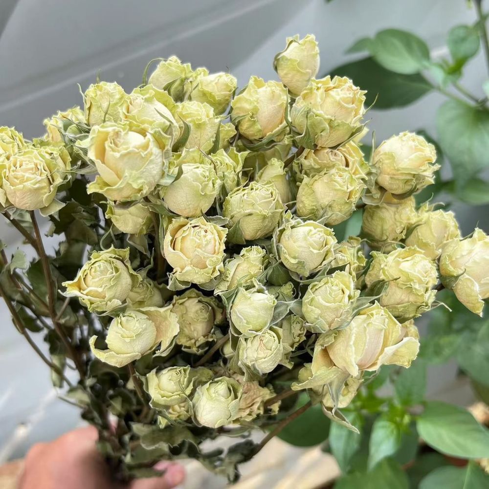 Bouquet di rose naturali essic - Resin Art Rose recensione e prezzo